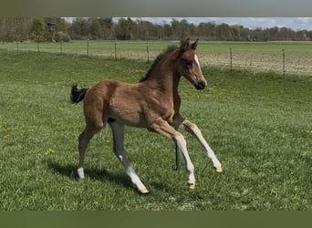 German Sport Horse, Stallion, Foal (02/2026), 16.3 hh, Bay-Dark