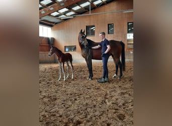 German Sport Horse, Stallion, Foal (04/2024), 16.3 hh, Brown