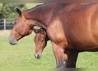 German Sport Horse, Stallion, Foal (05/2026), 16.3 hh, Brown