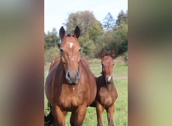 German Sport Horse, Stallion, Foal (05/2026), 16.3 hh, Brown
