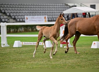 German Sport Horse, Stallion, Foal (05/2026), 16.3 hh, Chestnut-Red