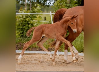 German Sport Horse, Stallion, Foal (05/2024), 16.3 hh, Chestnut-Red