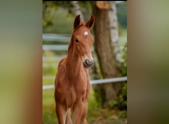 German Sport Horse, Stallion, Foal (05/2024), 16.3 hh, Chestnut-Red