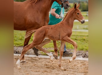 German Sport Horse, Stallion, Foal (05/2024), 16.3 hh, Chestnut-Red