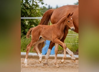 German Sport Horse, Stallion, Foal (05/2024), 16.3 hh, Chestnut-Red