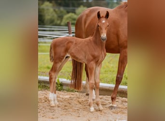 German Sport Horse, Stallion, Foal (05/2024), 16.3 hh, Chestnut-Red