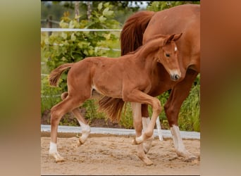 German Sport Horse, Stallion, Foal (05/2024), 16.3 hh, Chestnut-Red