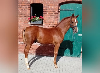 German Sport Horse, Stallion, Foal (04/2024), 16,3 hh, Chestnut-Red