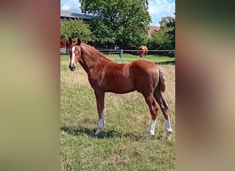 German Sport Horse, Stallion, Foal (04/2024), 16,3 hh, Chestnut-Red