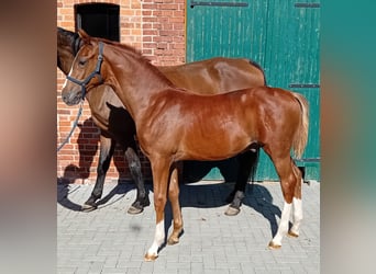 German Sport Horse, Stallion, Foal (04/2024), 16,3 hh, Chestnut-Red