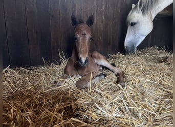 German Sport Horse, Stallion, Foal (04/2026), 16 hh, Bay-Dark