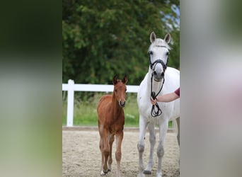 German Sport Horse, Stallion, Foal (04/2026), 16 hh, Bay-Dark