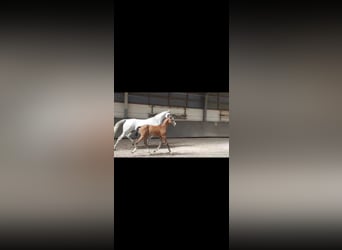 German Sport Horse, Stallion, Foal (05/2025), 16 hh, Grey