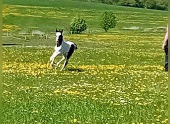 German Sport Horse Mix, Stallion, , 16 hh, Pinto