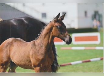 German Sport Horse, Stallion, Foal (05/2025), 16,1 hh, Bay-Dark