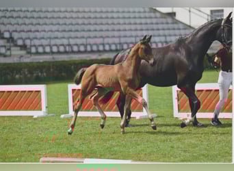 German Sport Horse, Stallion, Foal (05/2025), 16,1 hh, Bay-Dark