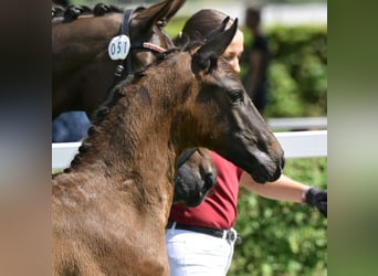 German Sport Horse, Stallion, Foal (05/2025), 16,1 hh, Bay-Dark