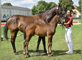 German Sport Horse, Stallion, Foal (05/2025), 16,1 hh, Bay-Dark
