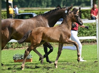 German Sport Horse, Stallion, Foal (05/2025), 16,1 hh, Bay-Dark