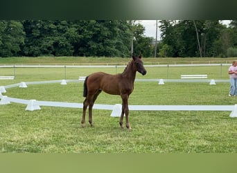 German Sport Horse, Stallion, Foal (05/2025), 16,1 hh, Bay-Dark