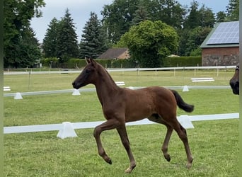 German Sport Horse, Stallion, Foal (05/2025), 16,1 hh, Bay-Dark