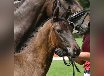 German Sport Horse, Stallion, Foal (05/2025), 16,1 hh, Bay-Dark