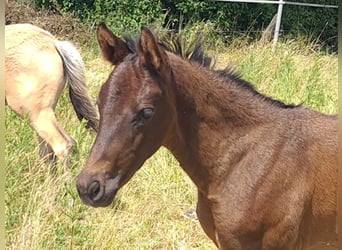 German Sport Horse, Stallion, Foal (05/2025), 16,1 hh, Bay-Dark