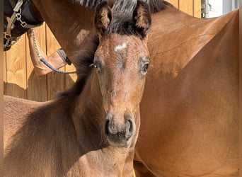 German Sport Horse, Stallion, Foal (06/2025), 16,2 hh, Bay-Dark