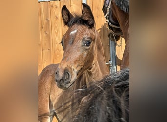 German Sport Horse, Stallion, Foal (06/2025), 16,2 hh, Bay-Dark