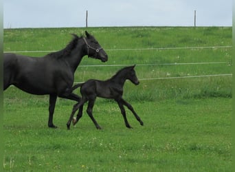 German Sport Horse, Stallion, Foal (04/2025), 16,2 hh, Black