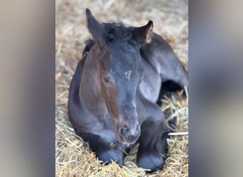 German Sport Horse, Stallion, , 16,2 hh, Black