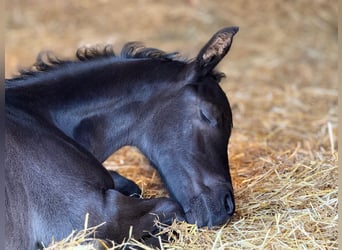 German Sport Horse, Stallion, , 16,2 hh, Black