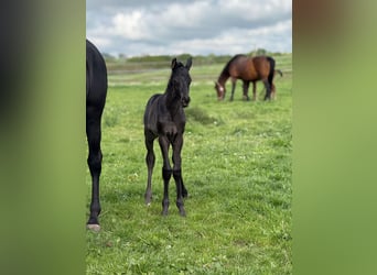 German Sport Horse, Stallion, , 16,2 hh, Black