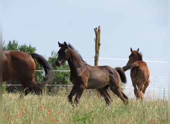 German Sport Horse, Stallion, Foal (04/2025), 16,2 hh, Black