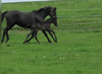 German Sport Horse, Stallion, Foal (04/2025), 16,2 hh, Black