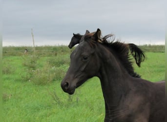 German Sport Horse, Stallion, Foal (04/2025), 16,2 hh, Black