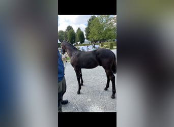 German Sport Horse, Stallion, Foal (04/2025), 16,2 hh, Black