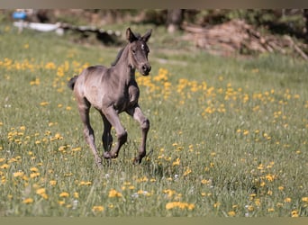 German Sport Horse, Stallion, Foal (04/2025), 16,2 hh, Black