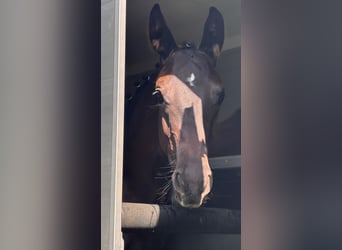 German Sport Horse, Stallion, Foal (04/2025), 16,2 hh, Black