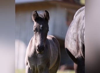 German Sport Horse, Stallion, Foal (04/2025), 16,2 hh, Black