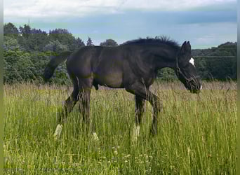 German Sport Horse, Stallion, , 16,2 hh, Black