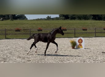 German Sport Horse, Stallion, Foal (04/2025), 16,2 hh, Black