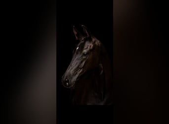 German Sport Horse, Stallion, Foal (04/2025), 16,2 hh, Black