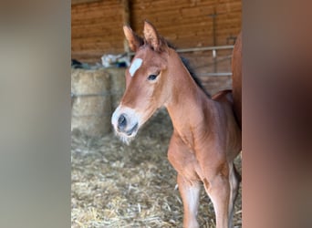 German Sport Horse, Stallion, , 16,2 hh, Brown