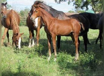 German Sport Horse, Stallion, Foal (04/2025), 16,2 hh, Brown