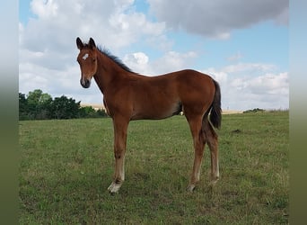 German Sport Horse, Stallion, Foal (04/2025), 16,2 hh, Brown