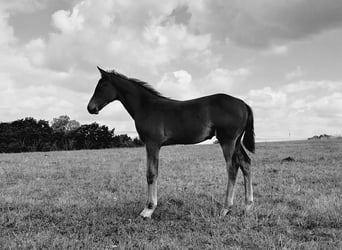 German Sport Horse, Stallion, Foal (04/2025), 16,2 hh, Brown