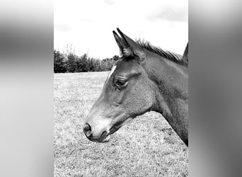 German Sport Horse, Stallion, Foal (04/2025), 16,2 hh, Brown