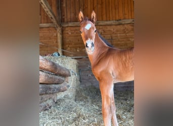 German Sport Horse, Stallion, , 16,2 hh, Brown