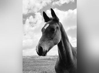 German Sport Horse, Stallion, Foal (04/2025), 16,2 hh, Brown
